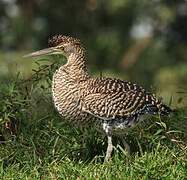 Bare-throated Tiger Heron