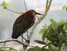 Rufescent Tiger Heron