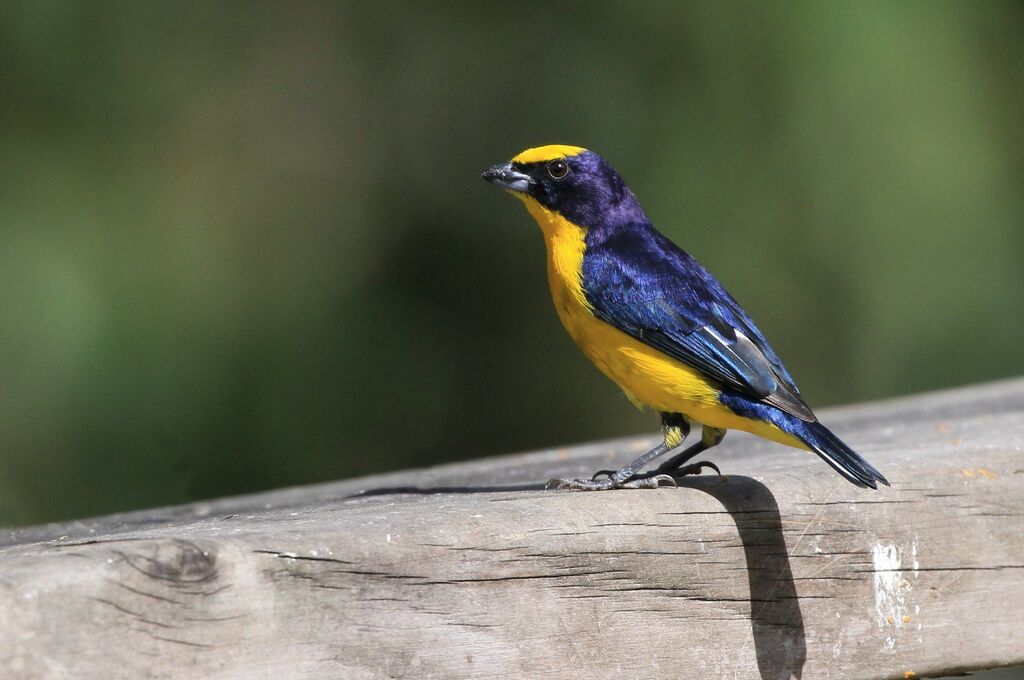 Thick-billed Euphonia