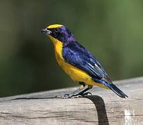 Thick-billed Euphonia