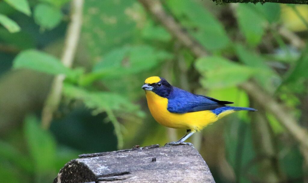 Thick-billed Euphonia