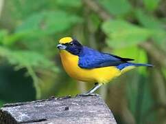 Thick-billed Euphonia