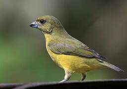 Thick-billed Euphonia