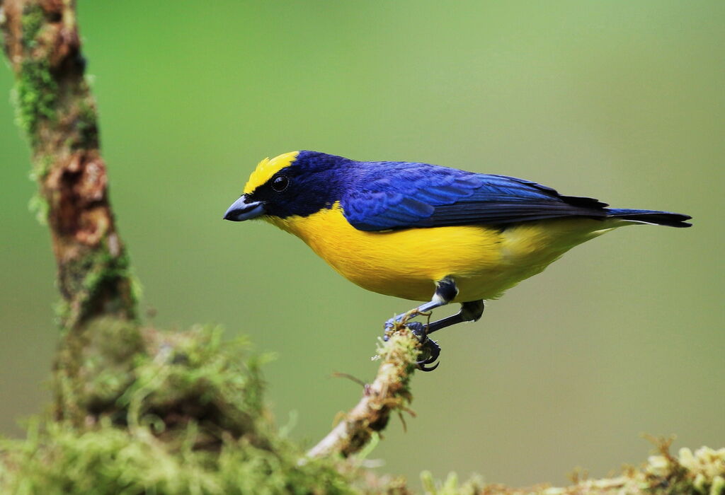 Thick-billed Euphonia