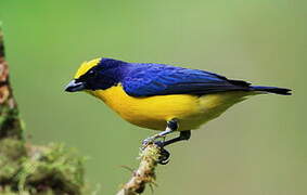 Thick-billed Euphonia