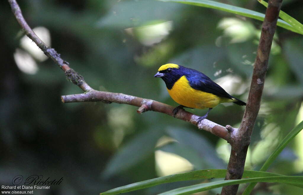 Yellow-crowned Euphonia male adult, identification