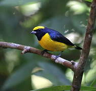 Yellow-crowned Euphonia