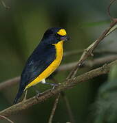 Yellow-throated Euphonia