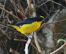 Yellow-throated Euphonia