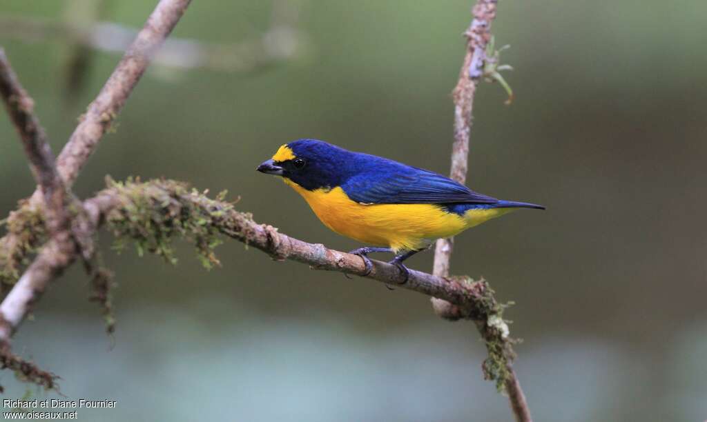 Yellow-throated Euphonia male