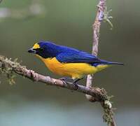 Yellow-throated Euphonia