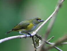 Yellow-throated Euphonia