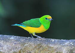 Blue-naped Chlorophonia