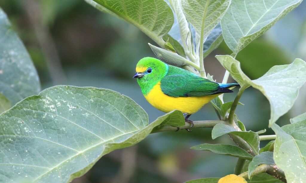 Blue-naped Chlorophonia