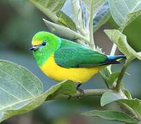 Blue-naped Chlorophonia