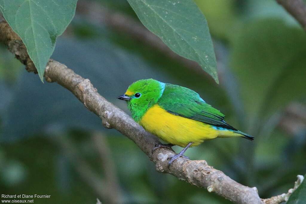 Blue-naped Chlorophonia male adult, identification