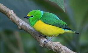 Blue-naped Chlorophonia