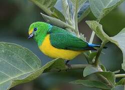 Blue-naped Chlorophonia