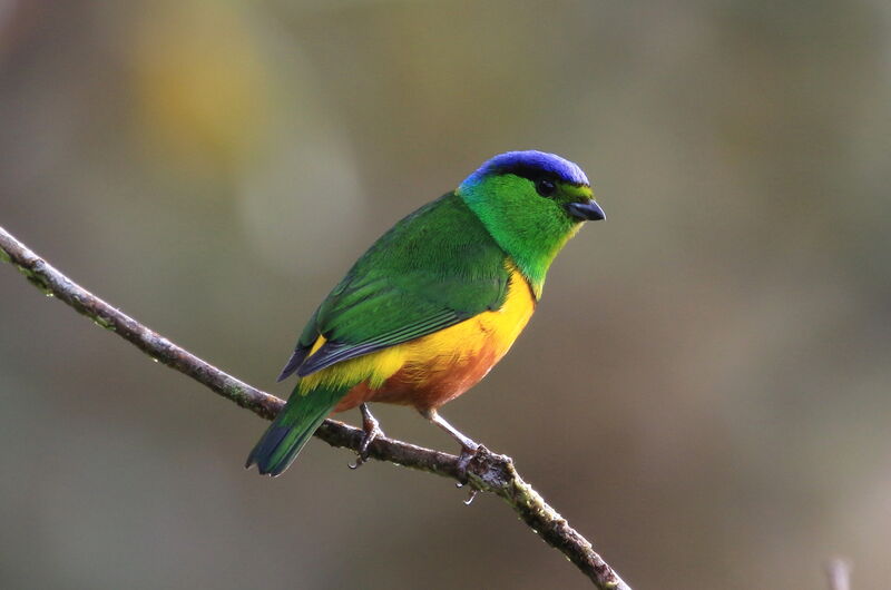 Chestnut-breasted Chlorophonia