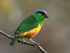 Chestnut-breasted Chlorophonia