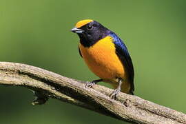 Orange-bellied Euphonia