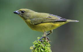 Orange-bellied Euphonia