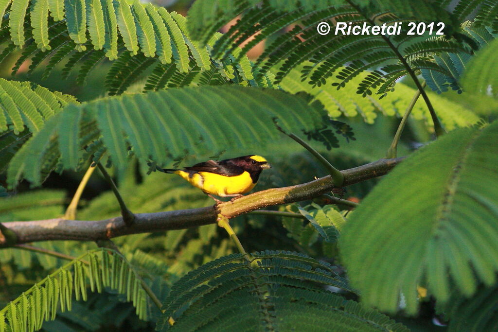 Scrub Euphonia