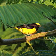 Scrub Euphonia