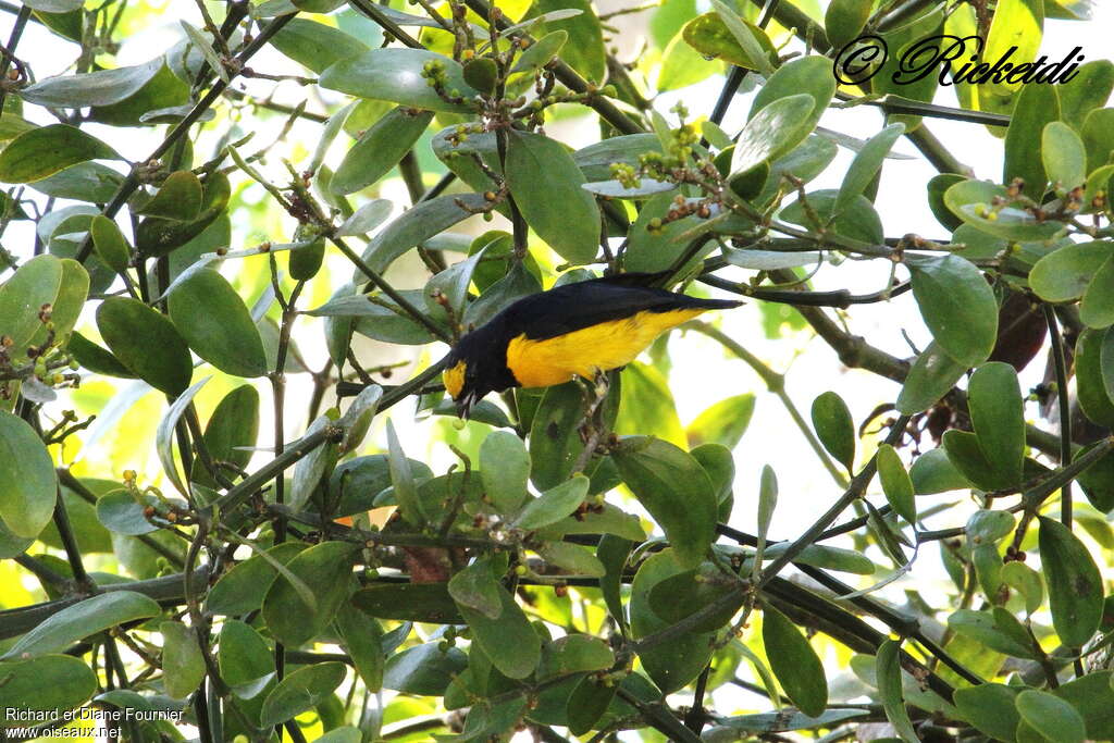 Scrub Euphonia male adult, identification