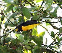 Scrub Euphonia