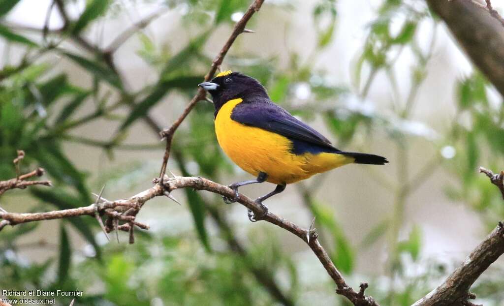 Velvet-fronted Euphoniaadult, identification