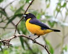 Velvet-fronted Euphonia