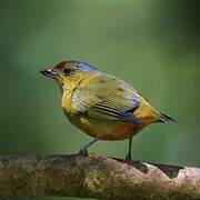 Spot-crowned Euphonia