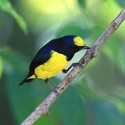 Spot-crowned Euphonia