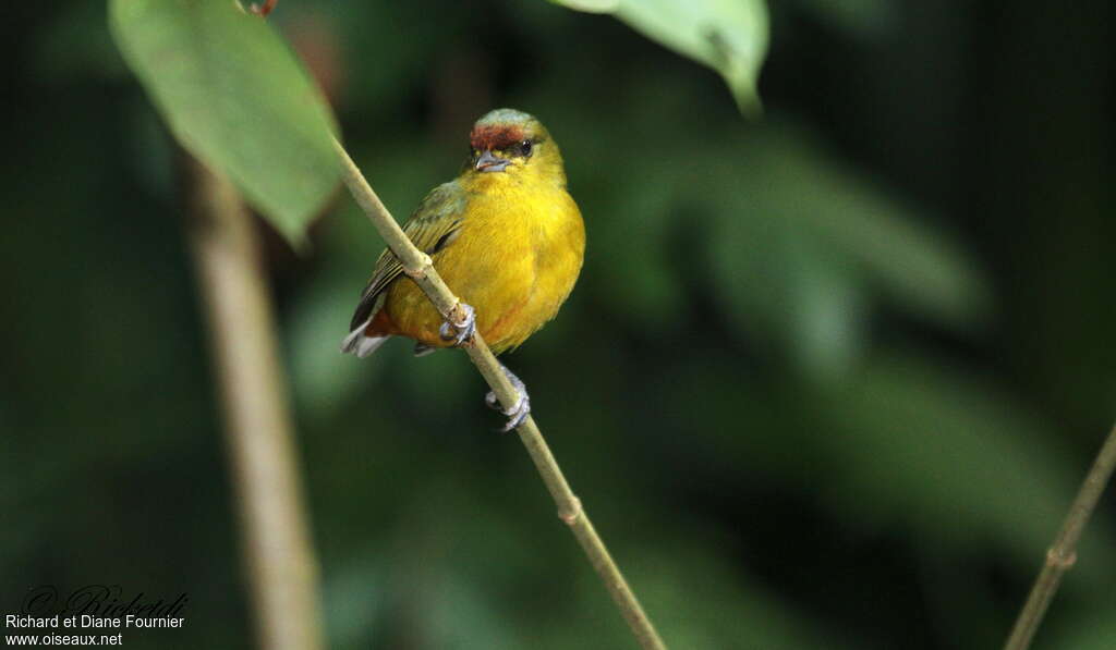 Olive-backed Euphonia female adult, close-up portrait, pigmentation