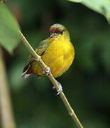 Olive-backed Euphonia