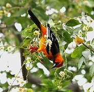 Streak-backed Oriole