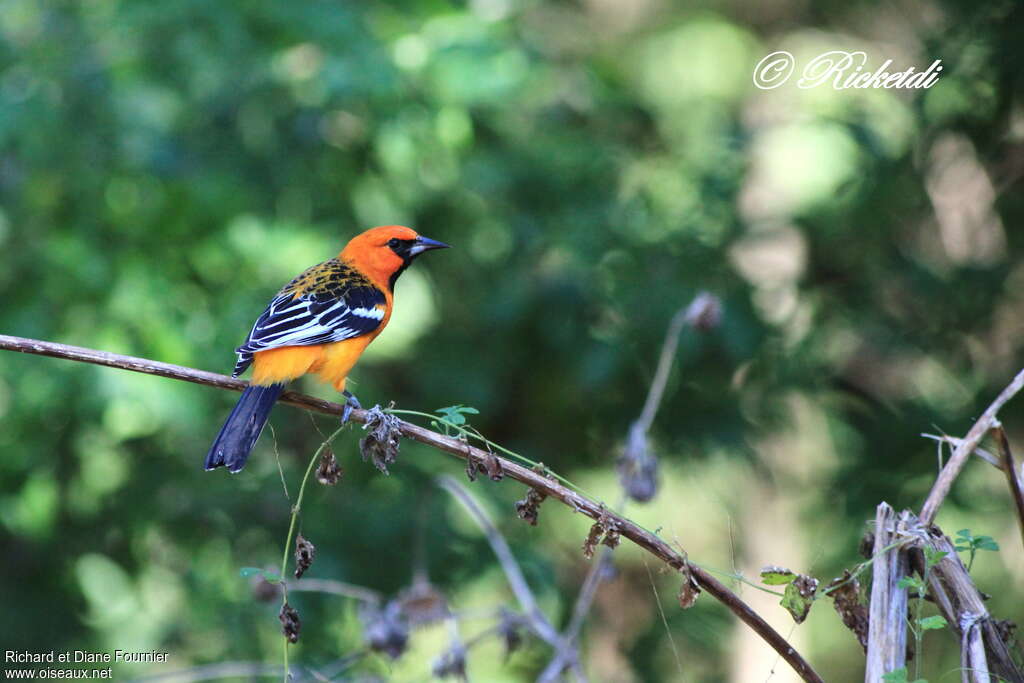 Streak-backed Oriole