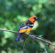 Streak-backed Oriole