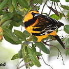 Oriole à dos rayé