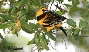 Streak-backed Oriole