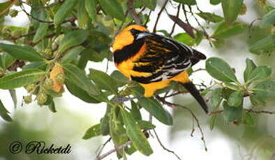 Oriole à dos rayé