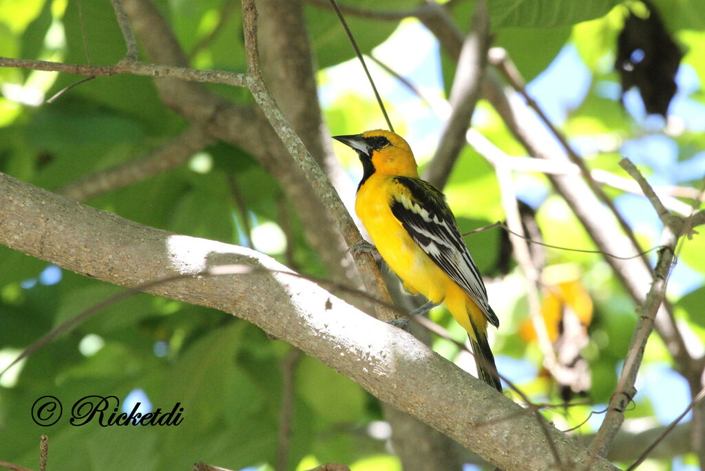 Oriole à dos rayé