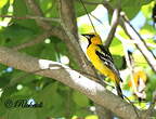 Oriole à dos rayé