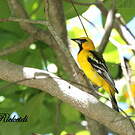 Oriole à dos rayé