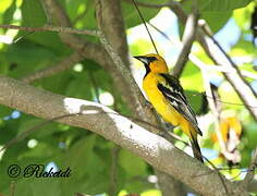 Oriole à dos rayé