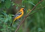 Oriole à dos rayé