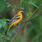Oriole à dos rayé