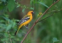 Oriole à dos rayé
