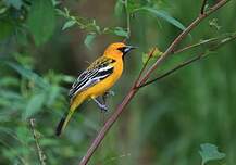Oriole à dos rayé